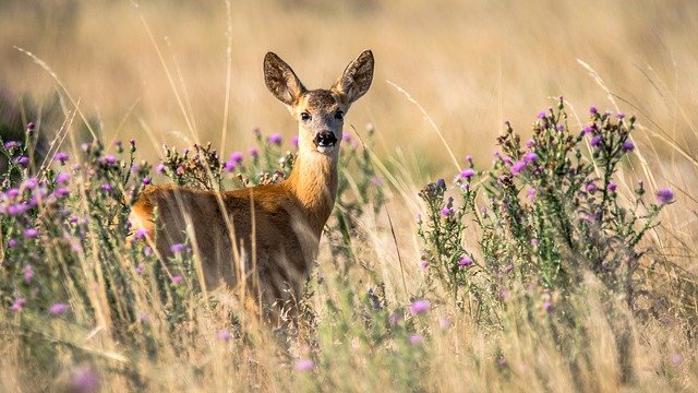 roe-deer-2615377-640.jpg