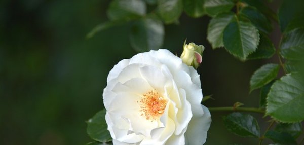 Sophie Sholl - příběh odvahy